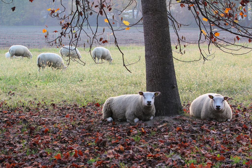 Agriturismo Il Torrione ピネローロ エクステリア 写真